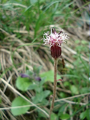 Homogyne alpine