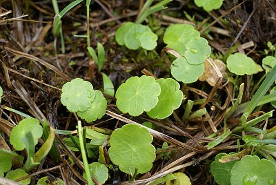 Hydrocotyle commun