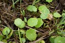 Hydrocotyle commun