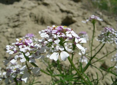 Iberis penné