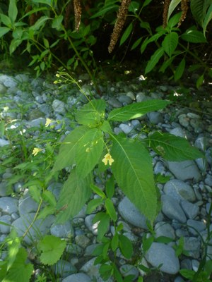 Impatiente à petites fleurs