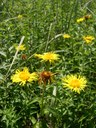 Inula x semiamplexicaulis