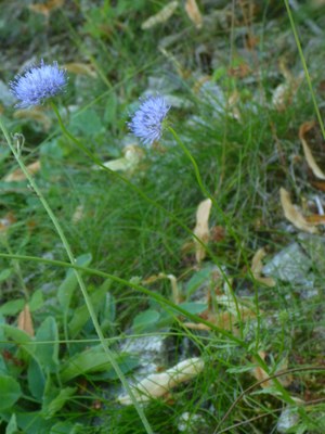 Jasione des montagnes