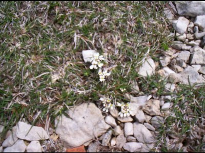 Kernéra des rochers