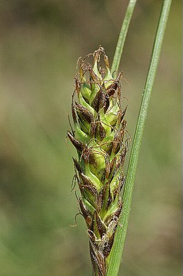 Laîche à épis distants