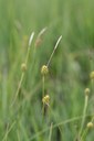 Laîche à inflorescences écailleuses