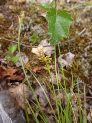 Laîche à pilules