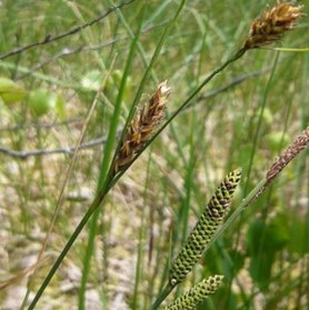 Laîche à utricules velus 