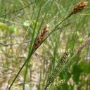 Laîche à utricules velus 