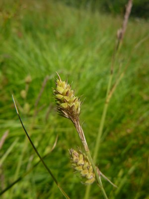 Laîche de Buxbaum