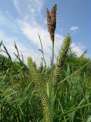 Laîche des marais