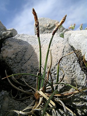 Laîche des rochers