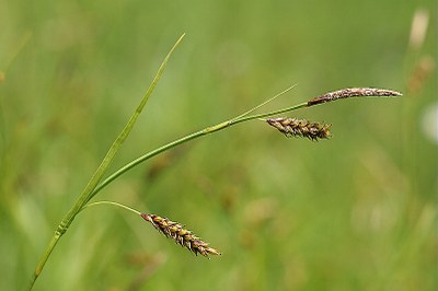 Laîche ferrugineuse