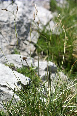 Laîche sempervirente