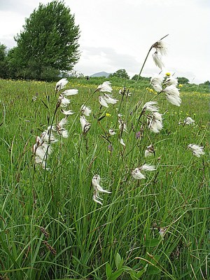 Linaigrette à feuilles étroites