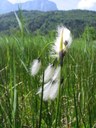 Linaigrette à larges feuilles