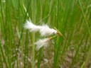 Linaigrette grêle