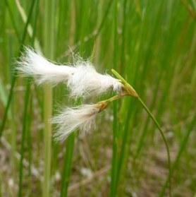 Linaigrette grêle 