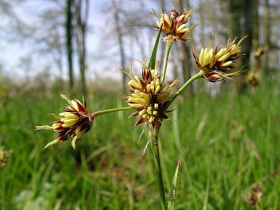 Luzule des champs