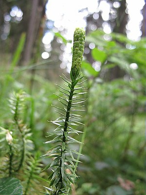 Lycopode à rameaux annuels