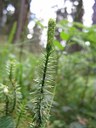 Lycopode à rameaux annuels