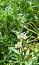 Lythrum à feuilles d'hysope