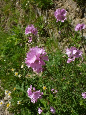 Mauve musquée