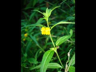 Mélampyre des forêts