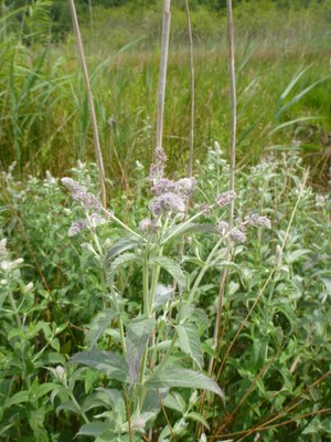 Menthe à longues feuilles