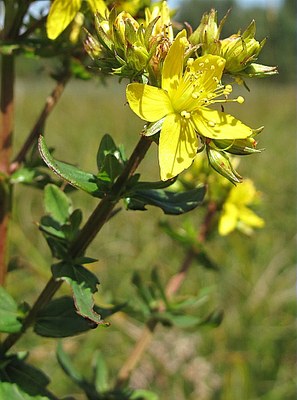 Millepertuis à quatre ailes