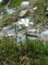 Minuartie à feuilles de mélèze