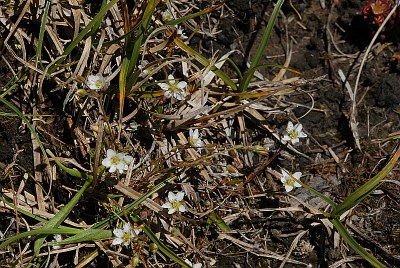 Minuartie du printemps