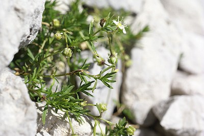 Moehringie ciliée