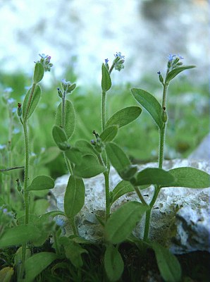 Myosotis à petites fleurs