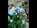 Myosotis alpestre