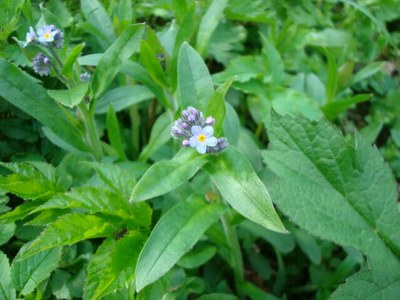 Myosotis des champs