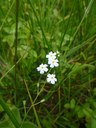 Myosotis des marais