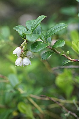 Myrtille du mont Ida