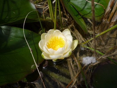 Nénuphar blanc