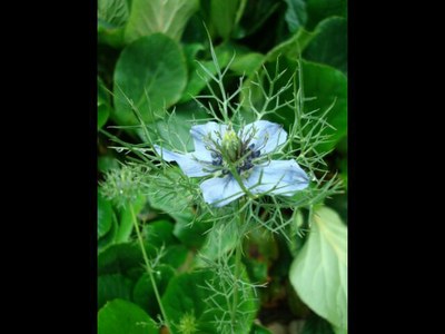 Nigelle de Damas