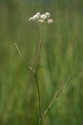 Oenanthe de Lachenal