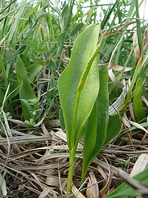 Ophioglosse vulgaire