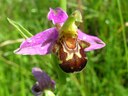 Ophrys abeille