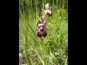 Ophrys frelon