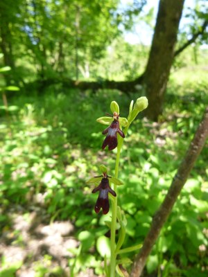 Ophrys mouche