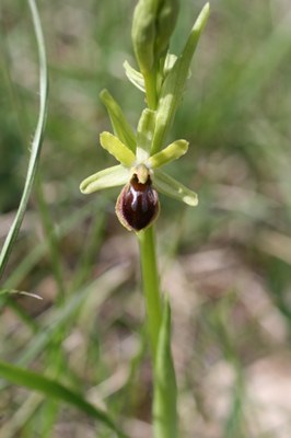 Ophrys petite araignée