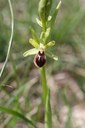 Ophrys petite araignée