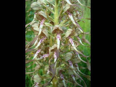 Orchis à odeur de bouc