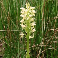 Orchis à tête blanche 