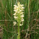 Orchis à tête blanche 